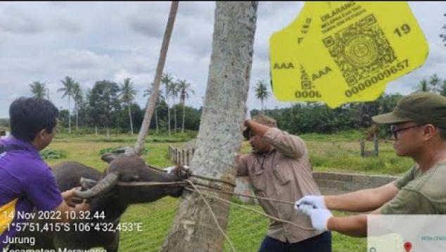 Embedded thumbnail for “KITE PACAK” KEGIATAN TEKNIS PENANDAAN DAN PENCATATAN TERNAK